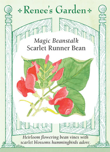 RG Scarlet Runner Bean